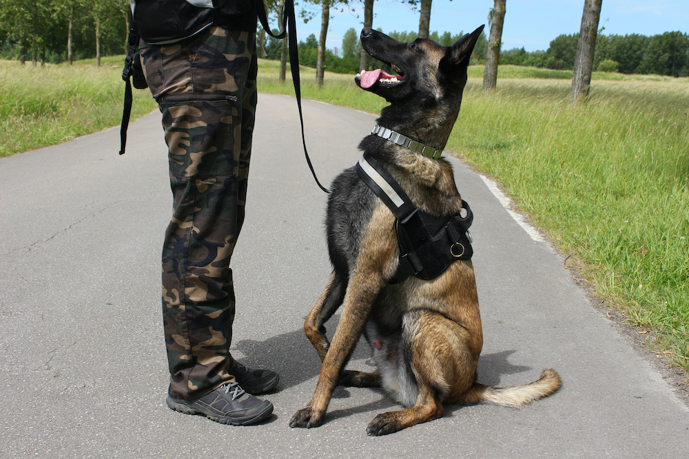 Un chien malinois écoutant son maître militaire